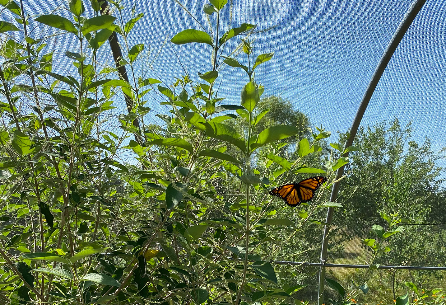 A male monarch butterfly sits on a bush with its wings spread for the first time after leaving its cocoon within the past day.