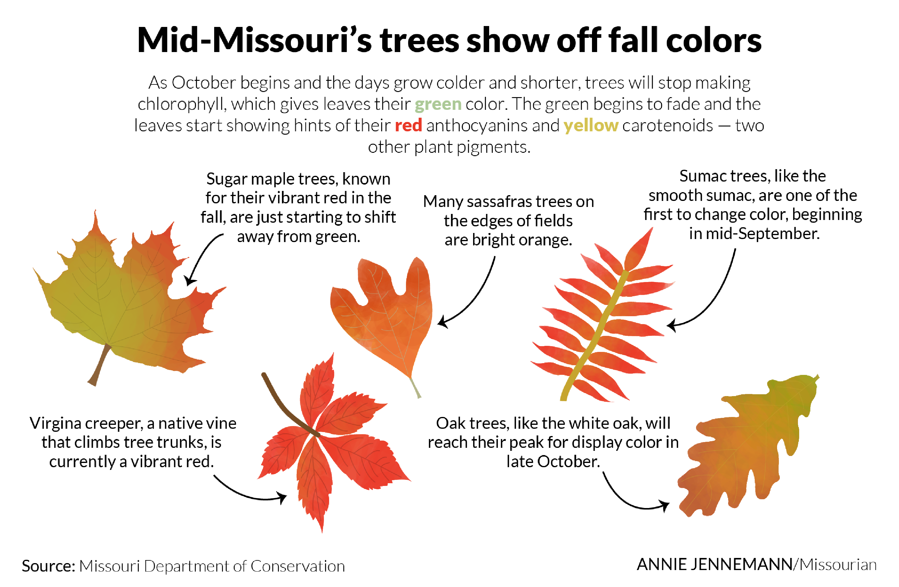 An infographic showing five types of tree leaves changing color in Missouri.