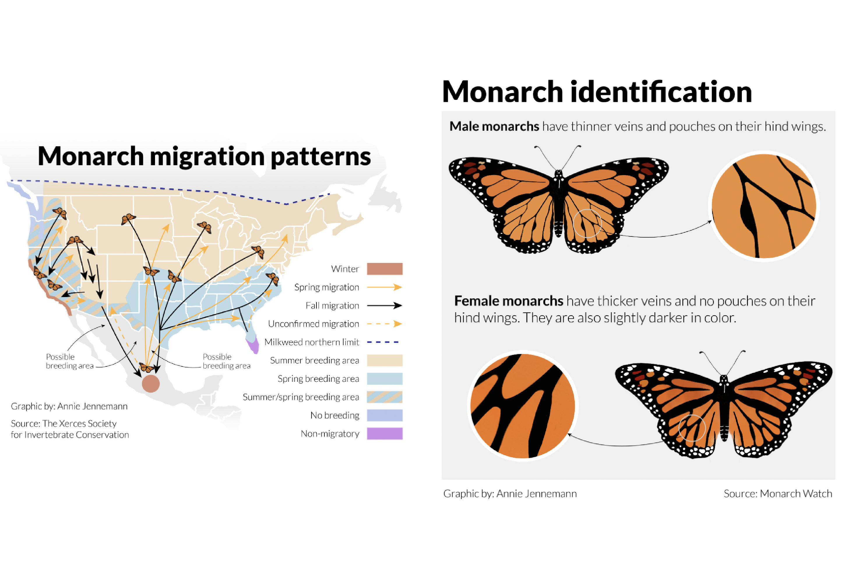 Two graphics about monarch butterflies, with the first showing migration patterns in the US and Mexico and the second detailing how to identify male and female monarchs.